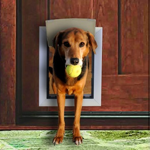 Dog door security